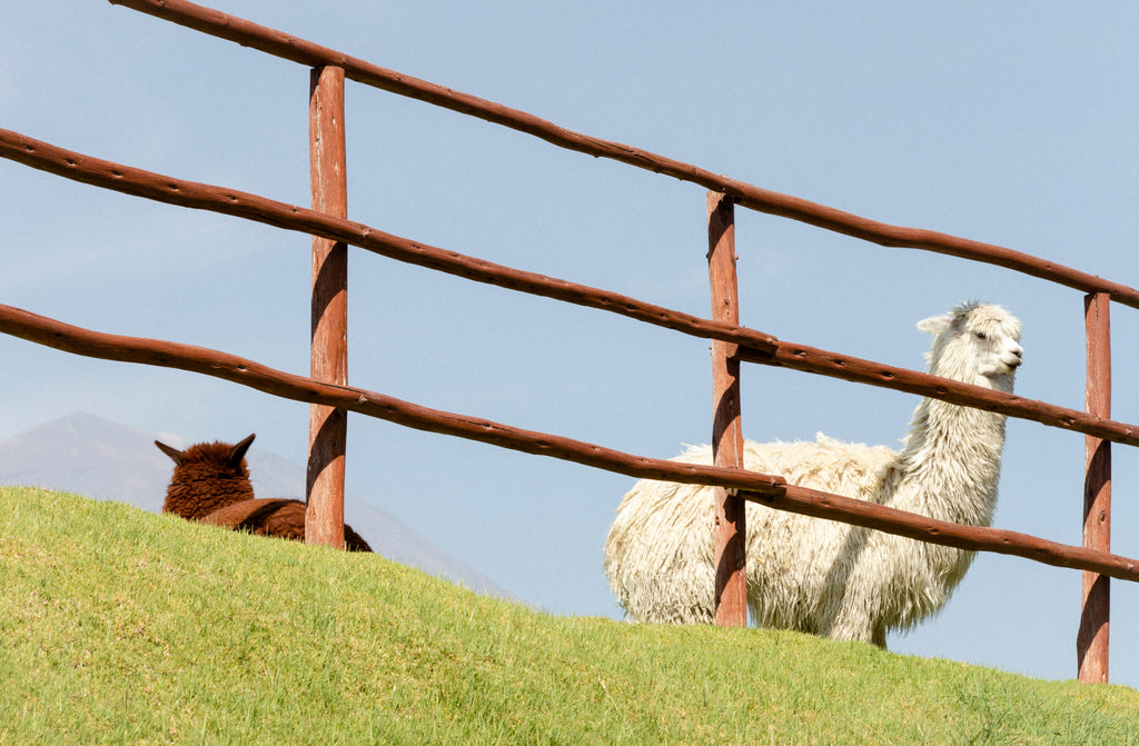 Llama and alpaca behind a fence on a grassy hill.