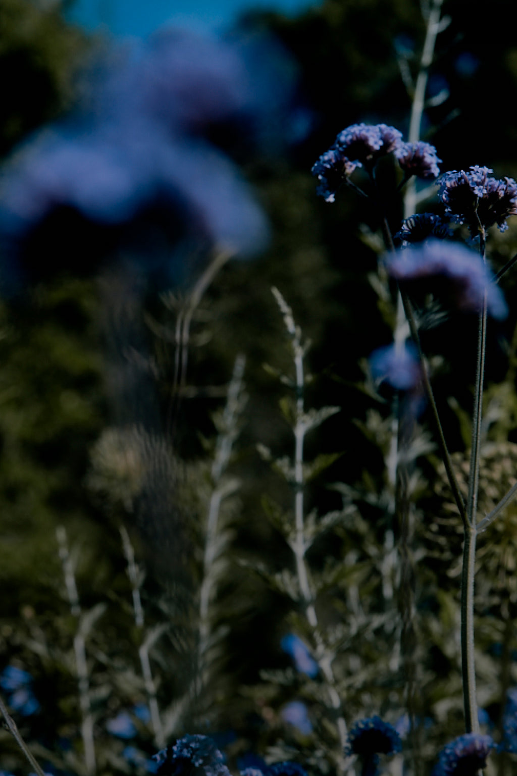 Close-up of flowers and grass in a field at night