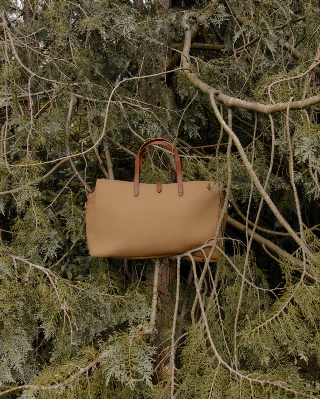 Handbag hanging on a tree branch in a coniferous forest.