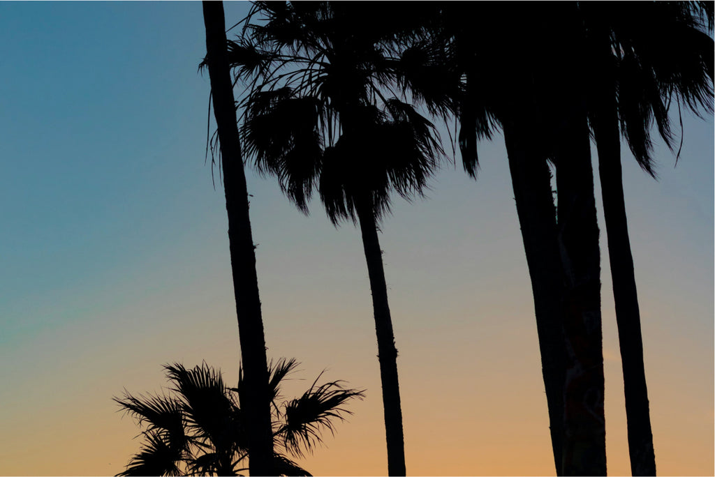 Silhouettes of palm trees against a sunset sky.