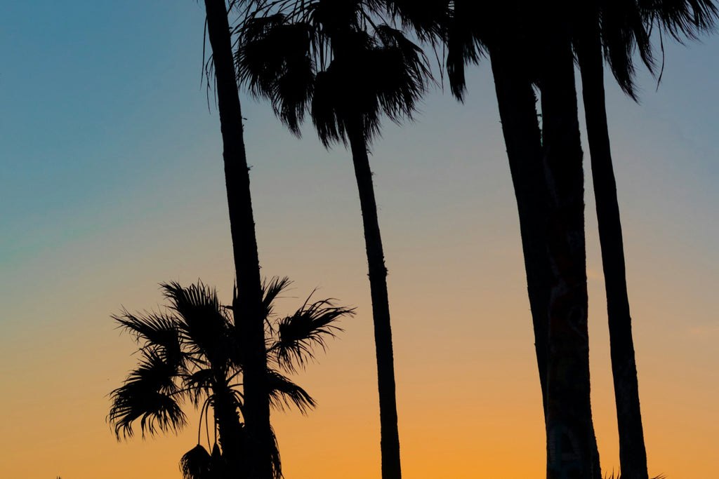 Silhouettes of palm trees against a sunset sky.