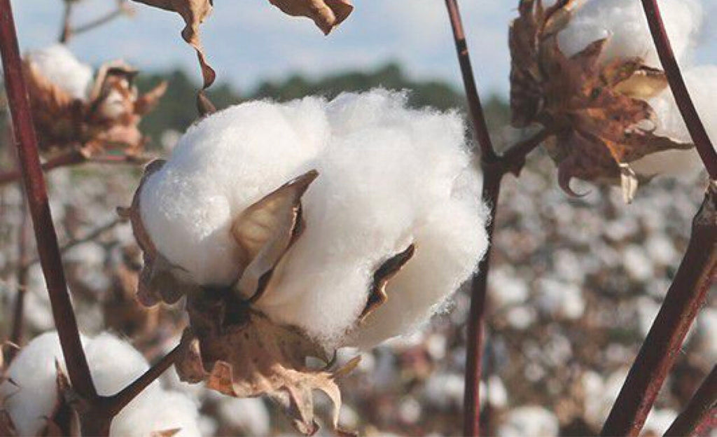 Close-up of cotton bolls on plants in a field.